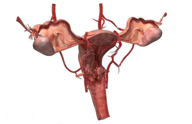 Küçük pelvisin varisli damarlarının gelişiminin nedenleri