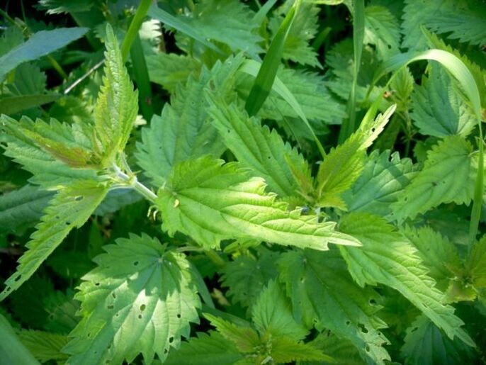 Isırgan otu, erken evrelerde varisli damarların tedavisi için etkili bir ilaçtır